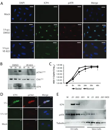 FIG 6 The ATR kinase inhibitor VE-822 blocks activation of ATR and Chk1, while HSV-1 replication is deﬁcient inScale barsof Chk1 in HSV-1-infected U2OS cells while suppressing ICP4 expression