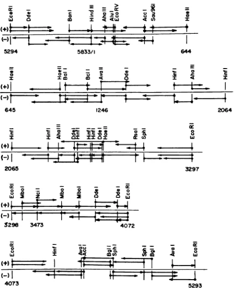 FIG.(Ot:Iquence,mentsindicatestrand,strand.1. Strategy for sequence analysis of the three EcoRI frag- of Pf3 by the Maxam and Gilbert technique