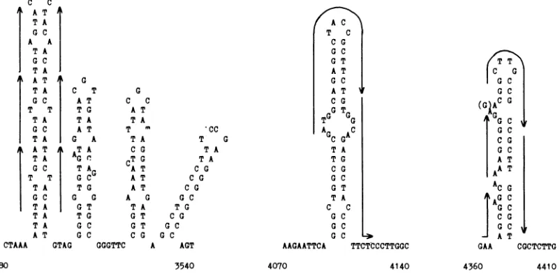 FIG. 6.arrows) Nucleotide sequence of the potential hairpin loops as depicted in Fig. 5