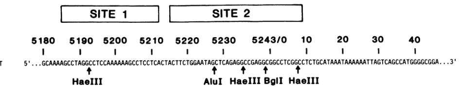 FIG.1.pRGM29.enzymesequencepRGM29,restrictionasequences result Possible cruciform structure at the SV40 origin of replication generated by a heteroduplex between wild-type DNA and the mutant The top line shows the wild-type SV40 sequence from nucleotide 51