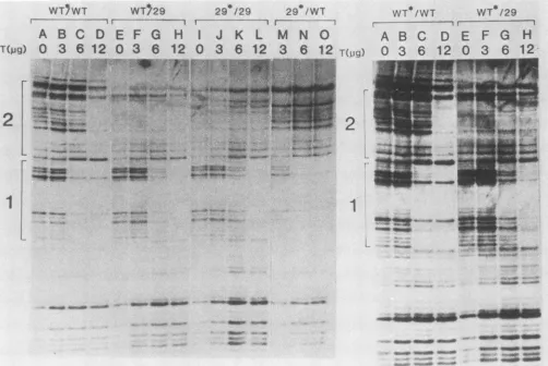 FIG.~~~~~~~~~~~~~~~~~~~~~~~~~~~~~~~~~~~-ofandas5'-end-labeledpRGM29respectively,inFragmentsnormalized the indicated these 4