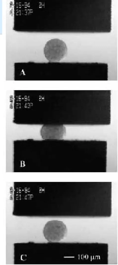 Fig. 5. A spherical heart  aggregate on the lower  compression plate 