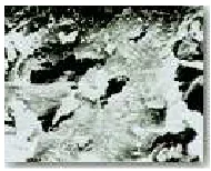 Figure 2.3: Carbonized coconut 