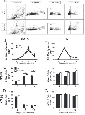 FIG 4 Effect of IL-10 deﬁciency on CD3infection is shown. (A) Representative ﬂow cytometry plots of cells isolated from brain at 7 days afterinfection