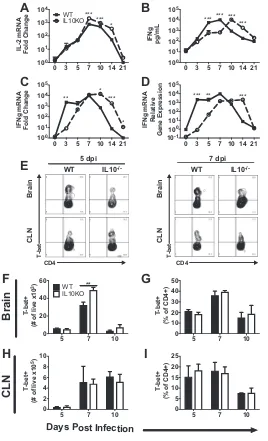 FIG 7 Effect of IL-10 deﬁciency on Th1 cells and Th1-related cytokines. WT and IL-10analysis of cells isolated from the pooled brains (mice at 5, 7, and 10 days postinfection