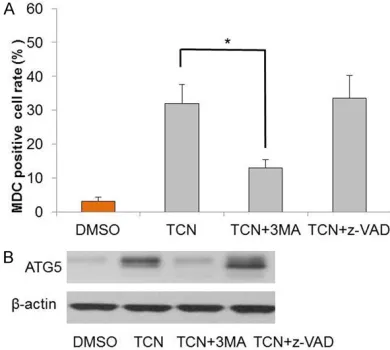 Figure 3. The effects of 3-MA or z-VAD-FMK on TCS-induced OVCAR3 cell apoptosis. Cell treatment conditions are DMSO only, 10 μM TCS only, 10 μM TCS+1 mM 3-MA, 10 μM TCS+20 μM z-VAD-FMK