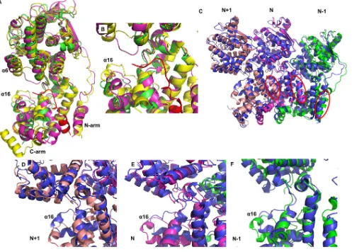 FIG 6 (A) The molecular dynamics simulation was performed with one monomer of PIV5 N, and the trajectory analysis shows the conformational changes fromthe closed to open form