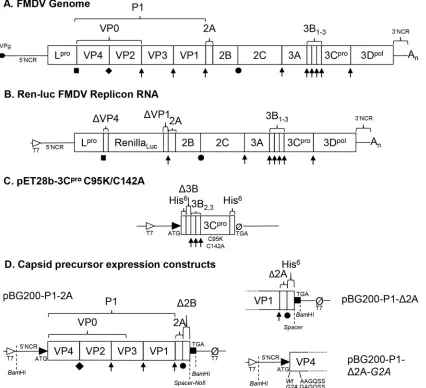 FIG 1 FMDV genome and expression constructs. (A) Representation of the FMDV genome, showing mature protein products in boxes,precursor (P1-2A), capsid precursor with only the cleavage recognition sequence at the start of 2A (P1-Δ2A), and P1-Δ2A encoding aG