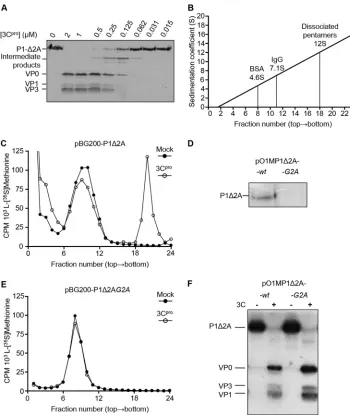 FIG 4 Validation of the cell-free assay for FMDV capsid precursor processing and pentamer assembly