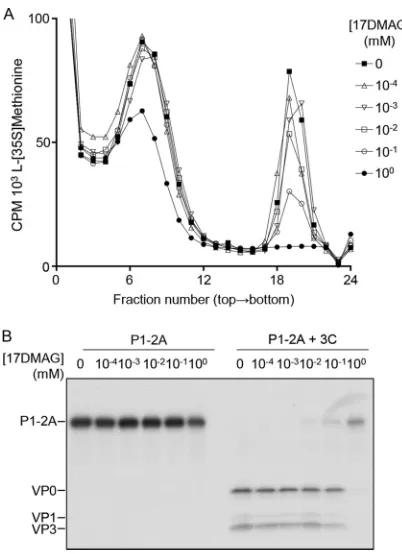 FIG 5 17-DMAG inhibition of hsp90 reduces P1-2A processing and pentamer assembly in a dose-dependent manner