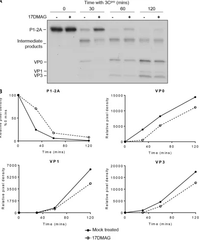 FIG 6 Inhibition of hsp90 reduces the rate of P1-2A processing. (A) Cell-free expression reaction mixtures were pretreated with 10�each cleavage product using NIH ImageJ analysis software (v1.50)