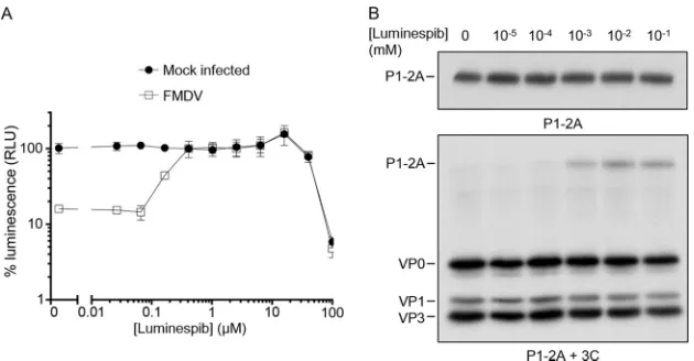 FIG 7 Luminespib inhibits virus growth and reduces P1-2A processing is a dose-dependent manner
