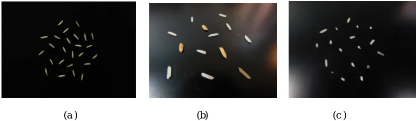 Fig 2.2Two quality of Rice Grains namely Basmati and Boiled  Rice. 
