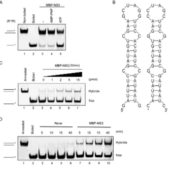 FIG 7 NV NS3 has RNA-chaperoning activity to destabilize structured RNA strands and promote annealing.(A) The standard RNA helix (R*/R) substrate (0.1 pmol) was reacted with 20 pmol MBP-NS3 in the absenceor presence of 5 mM ATP or ATP analog (AMP-PNP) as i