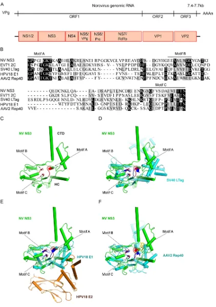 FIG 1 Norovirus NS3 is similar to other virus-encoded SF3 helicases in consensus motifs and protein structures