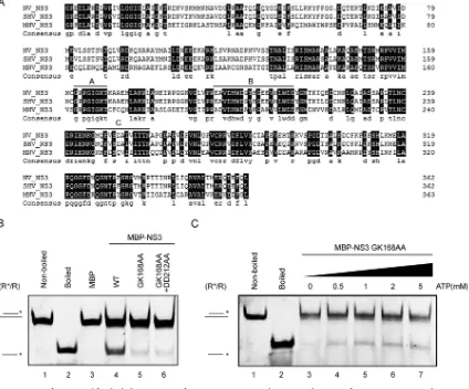 FIG 6 SF3 motif A is critical for the helicase activity of NV NS3. (A) Amino acid sequence alignment of NV NS3, SHV NS3, and MNV NS3.The SF3 consensus motifs A, B, and C are indicated