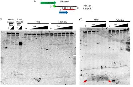 FIG 6 Neither WT nor D368A Pol exhibits detectable 5substrate with a 5=-to-3= RNase H activity