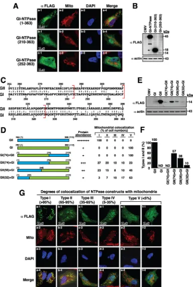 FIG 5 Full-length and N-terminal-deleted NTPase constructs from a GI norovirus strain do not show signiﬁcant colocal-ization with mitochondria