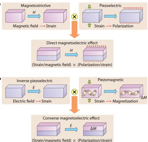 Figure 2.7 Schematic illustration of strain-mediated ME effect in a composite system consisting of a  magnetic layer (purple) and ferroelectric layer (pink) [5]