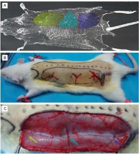 Figure 1. A: A radiogram of the blood vessels showing multiple vascular ter-ritories supplied by three perforating arteries on the rat dorsum