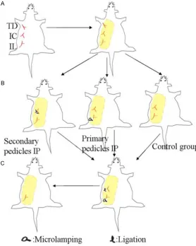 Figure 2. Schematic view of study design in the ischemic preconditioning and control groups