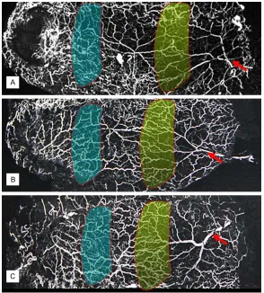 Figure 4. Representative arteriograms of each group injected with a lead ox-ide and gelatin compound