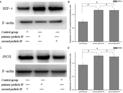 Figure 6. The levels of HIF-1α and iNOS protein were significantly higher in both IP groups compared with the control group (#, P < 0.001)