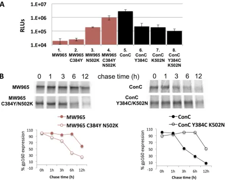 FIG 11 Effects of positions 384 and 502 on viral infectivity and Env processing. (A) Comparison of viral infectivity, measured by RLU values