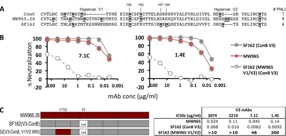 FIG 2 Analysis of the V1/V2 masking activity of MW965.26 in an SF162 backbone. (A) V1/V2 amino acid alignments of ConC, MW965, and SF162, with N-linkedMAbs