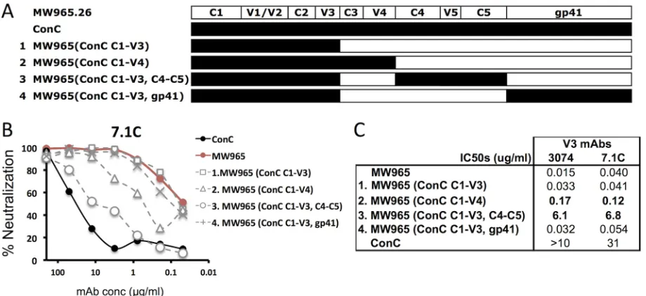 FIG 3 Initial mapping of determinants inﬂuencing the masking potential of MW965.26 by comparing the neutralization sensitivity of Env chimeras.(A) Schematic representation of chimeric MW965.26/ConC Envs, numbered 1 to 4, used in this experiment; (B) repres