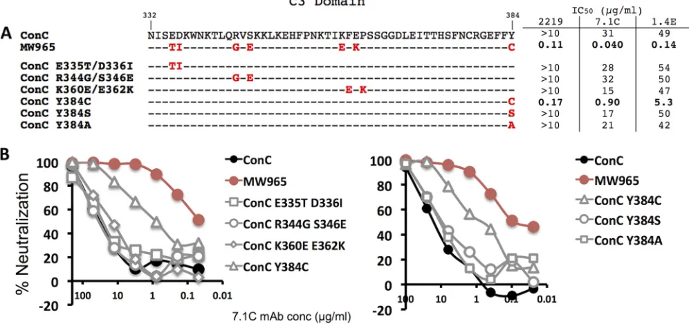 FIG 5 Y384C accounts for the contribution of the C3 domain to the increased neutralization sensitivity of MW965