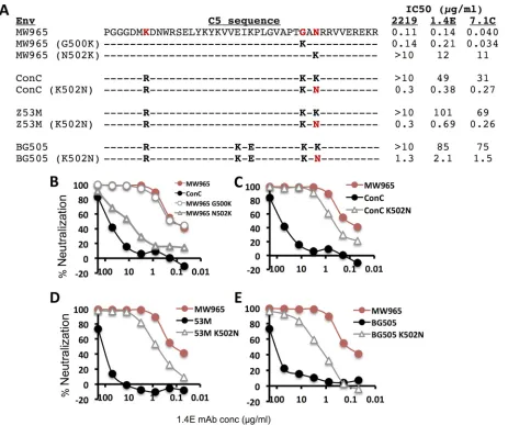 FIG 6 Effect of substitutions at position 502 on neutralization sensitivity. (A) Amino acid sequences of the C5 point mutants constructed, withneutralization curves for parental and mutant MW965 constructs with anti-V3 MAb 1.4E; (C) representative neutralization curves for parental andConC K502 mutant Envs with anti-V3 MAb 1.4E; (D, E) neutralization curves for parental and K502N mutant Envs ZM53 (D) and BG505 (E) withthe table comparing the IC50s for three anti-V3 antibodies (the IC50s reported are averages from three independent experiments); (B)anti-V3 MAb 1.4E.