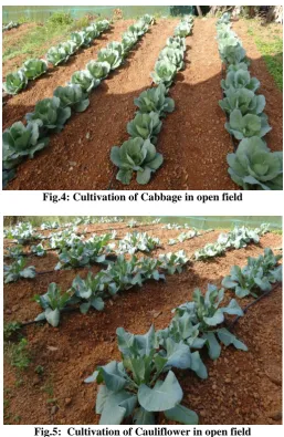 Fig.5:  Cultivation of Cauliflower in open field 