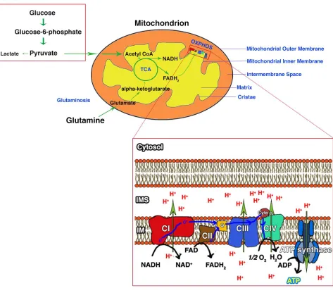 Figure 1.1: Pathways that converge to produce ATP in mitochondria. Multiple cellular pathways converge from glycolysis, fatty acid synthesis and glutaminosis at the TCA to generate the electron carriers NADH and FADH2 that are then used at the ETC to creat
