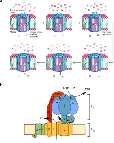 Figure 1.2: The function and molecular composition of ATP synthase. (A) Protons from the intermembrane space in high concentration enter the F0 region of ATP synthase, travel through a half-channel where they then bind to an aspartate residue
