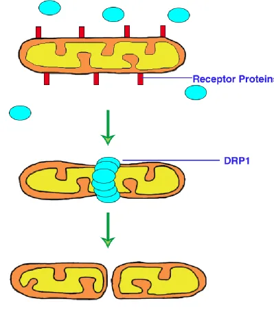 Figure 1.4: Fission of one mitochondrion to form two mitochondria. During fission, DRP1 is recruited from the cytosol to the outer mitochondrial membrane