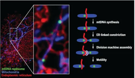 Figure 1.6: mtDNA is found at mito-ER sites where division takes place. mtDNA (green) can be seen localising at regions where ER (red) and mitochondria (blue) come into contact, that subsequently appears to separate