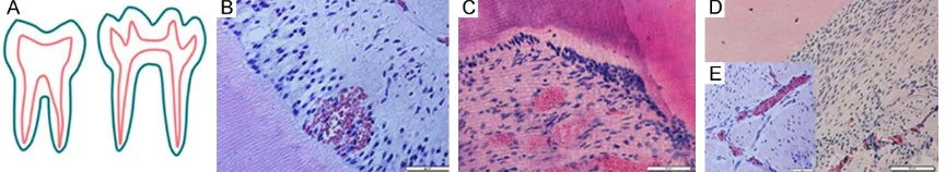 Figure 2. Comparation between the width of human root pulp and rat root pulp.