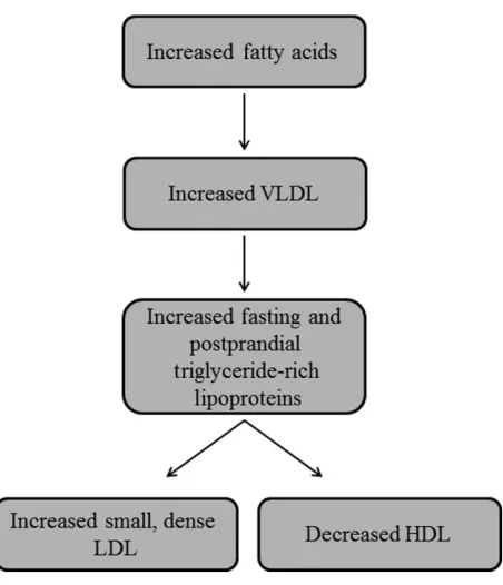 Figure 2 Process of progression from obesity and insulin resistance todyslipidaemia. Arrows indicate that increased fatty acids lead toincreased very-low-density lipoprotein (VLDL), which leads to increasedfasting and postprandial triglyceride-rich lipoproteins, which leads toboth increased small, dense low-density lipoprotein (LDL) anddecreased high-density lipoprotein (HDL).