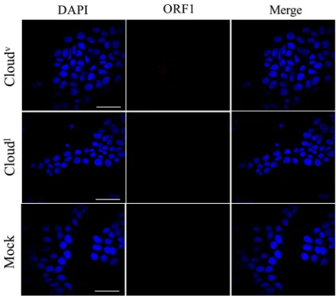 FIG 4 Viruses produced by Cloudpostinfection were ﬁxed and stained with mouse polyclonal antibodies to ORF1, followed by secondarystaining with a mouse anti-mouse or goat anti-rabbit antibody conjugated to Alexa Fluor 568 and withDAPI