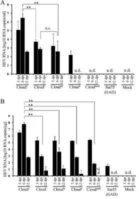 FIG 2 CloudAccumulated viral RNA was measured by using quantitative RT-PCR at 3-day intervals for HEV-transfectedor mock-transfected cells