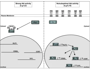Figure 2. AKT control of adhesion and chemokine receptor expressionWhen AKT is strongly activated (for example in cytotoxic T lymphocytes (CTLs) that arecultured with interleukin-2 (IL-2)) FOXO transcription factors, which regulate thetranscription of targ
