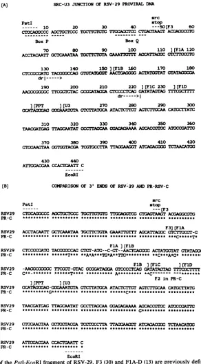 FIG. 5.flankingbase(23).of 3' (A) Sequence of the PstI-EcoRI fragment of RSV-29. F3 (30) and F1A-D (13) are previously defined segments of the sequences src in RSV