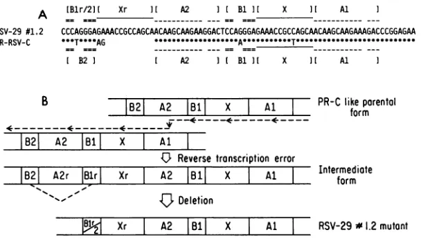 FIG. 6.c-src'aberrantcoulderrorregionsBoxesprobably Model for the generation of the 3' end of v-src (12)