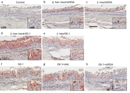 FIG 7 Blocking terminal GlcNAc residues decreases EBHSV binding. (Top row) (a) For negative-control sections, all incubation steps�virus binding was then performed using a monoclonal anti-EBHSV antibody (5F5)