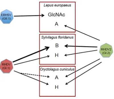 FIG 10 Relationships between species-speciﬁc glycan expression and glycan recognition by lagoviruses.Expression of glycans in the trachea is shown for each host species (A, B, H, and GlcNAc)
