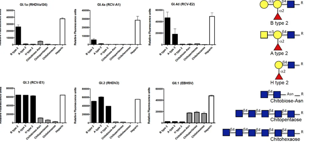 FIG 3 Results from the printed glycan microarrays. Direct ﬂuorescence measurements were obtained from the printed glycan microarrays incubated withgalactosamine)