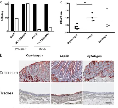 FIG 6 EBHSV binding to hare duodenal tissue extracts following enzyme treatments and expression of terminal GlcNAcresidues in lagomorph tissues