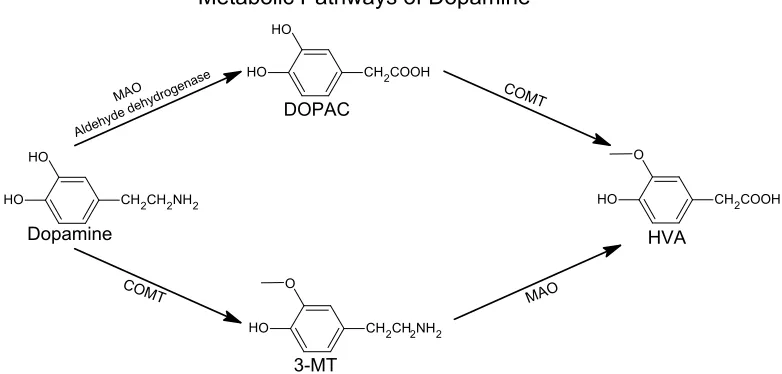 Figure 1.2  Metabolic Pathways of Dopamine. DA is converted to DOPAC via monoamine oxidase (MAO) and aldehyde dehydrogenase
