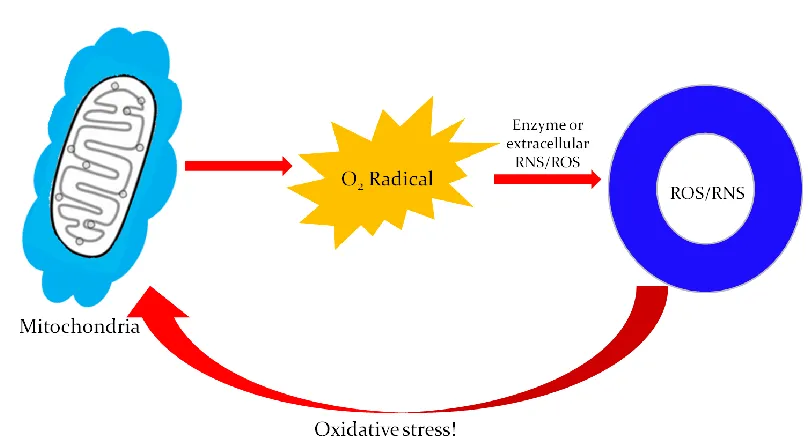 Figure 1.4: Mitochondrial Dysfunction and Oxidative Stress. Respiring mitochondria generate ROS such as superoxide anion, which is then converted to other ROS/RNS